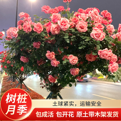 树桩月季花苗粉色嫁接成活开花