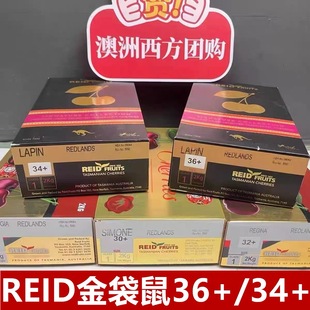 一月初发澳洲塔斯马尼亚车厘子5j金袋鼠reid樱桃新西兰礼盒34