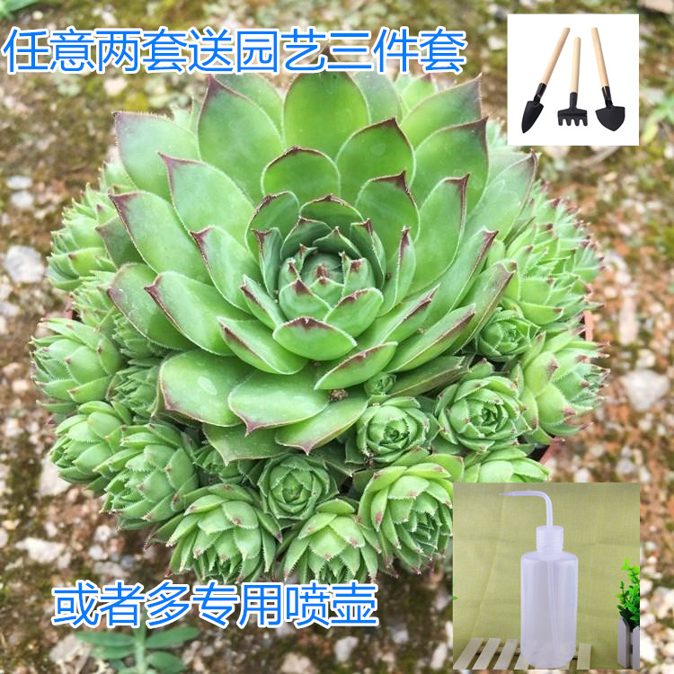 多肉室内多肉花好月圆防辐射