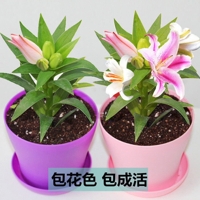进口香水百合花带芽花苗室内外盆栽花卉植物四季易种植