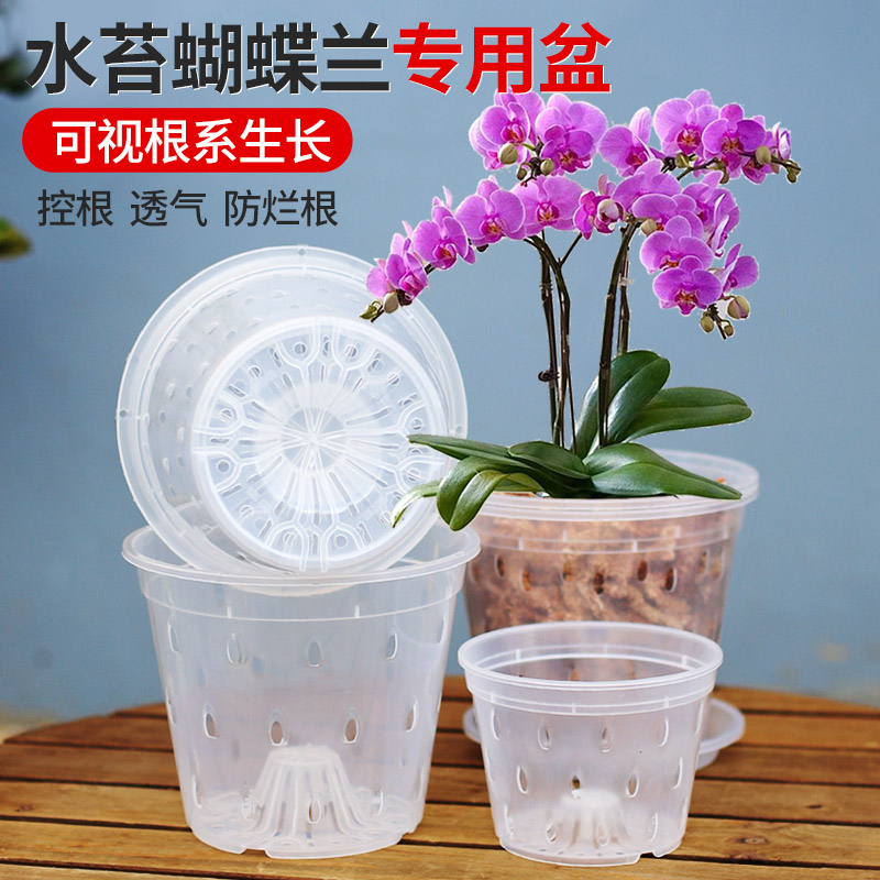 蝴蝶兰种植花盆雨滴网孔透明花盆