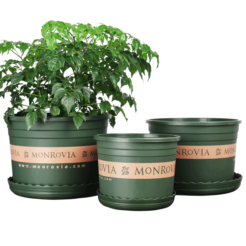 环球新款矮胖风浅型塑料圆口种花