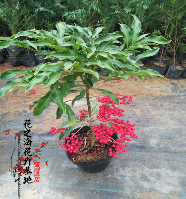 喜阴植物盆栽绿植耐寒花卉盆景