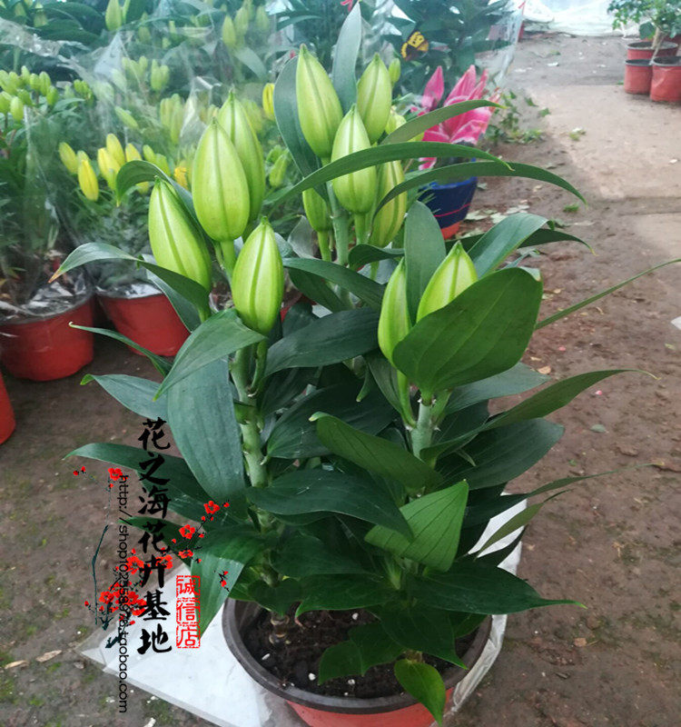 百合盆栽花苗花卉盆栽绿植带花苞发货香水百合室内植物美观