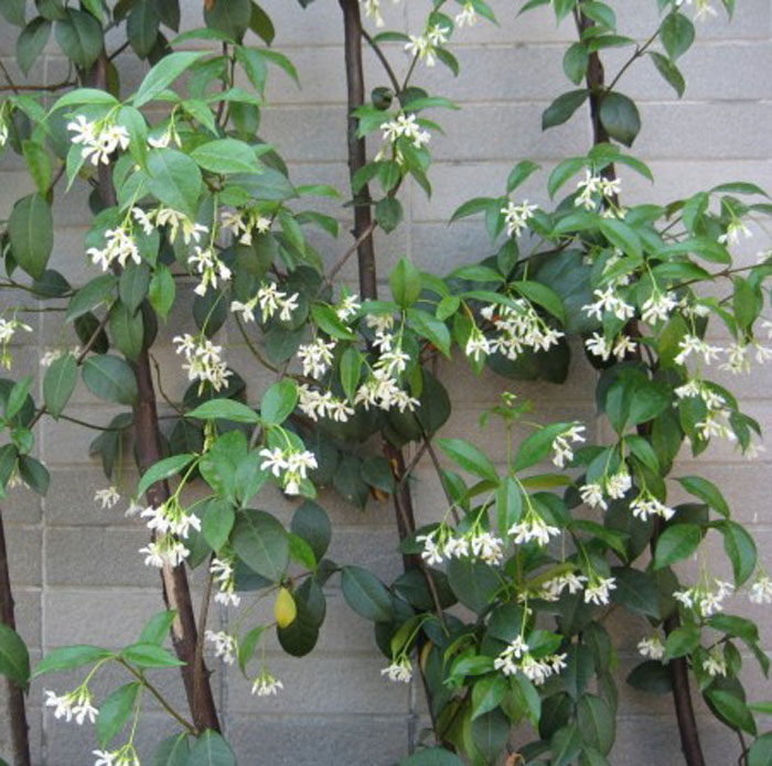 银丝茉莉风车茉莉香气四溢花量大耐热常绿银丝茉莉包邮