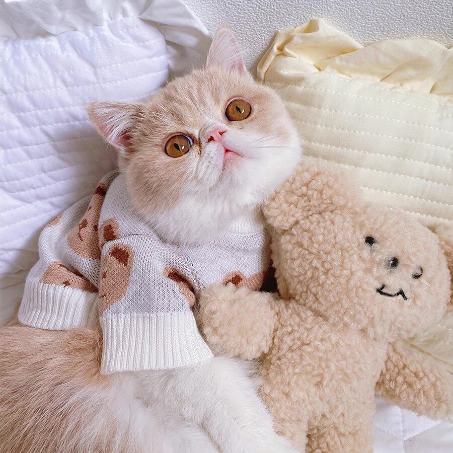 冬季ins宠物猫猫衣服保暖可爱小奶猫布偶加菲猫蓝猫幼猫毛衣冬装