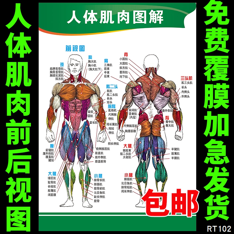 医院人体肌肉医学基础宣传挂画