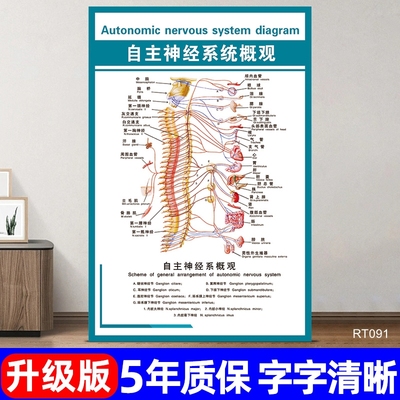 自主神经系统解剖图医院墙贴画