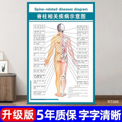 脊柱相关疾病示意图宣传海报医院