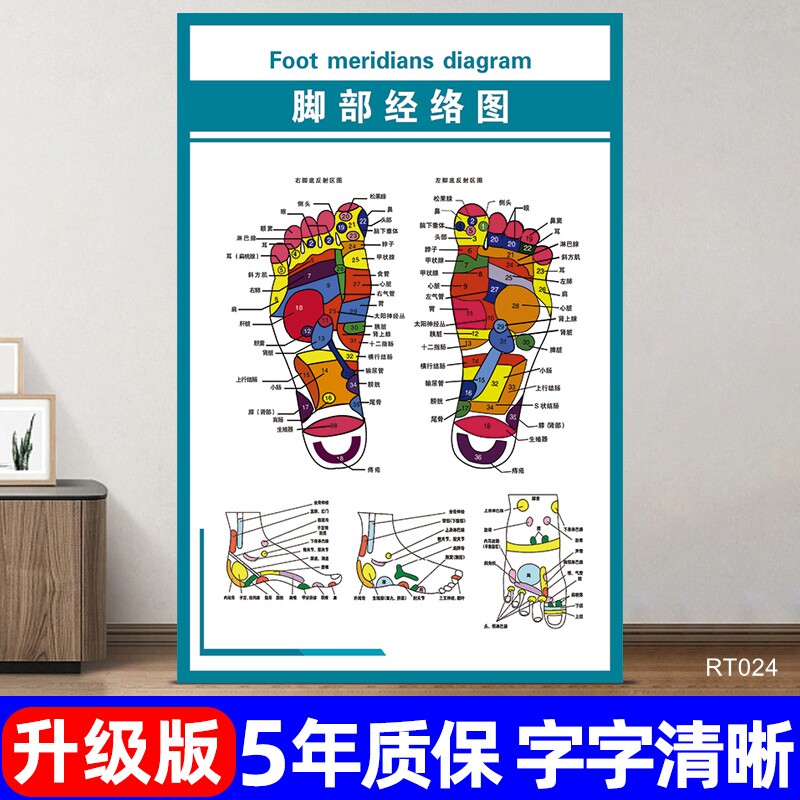 脚部经络图挂画中医馆按摩店宣传海报器官解剖图内脏示意图定制做