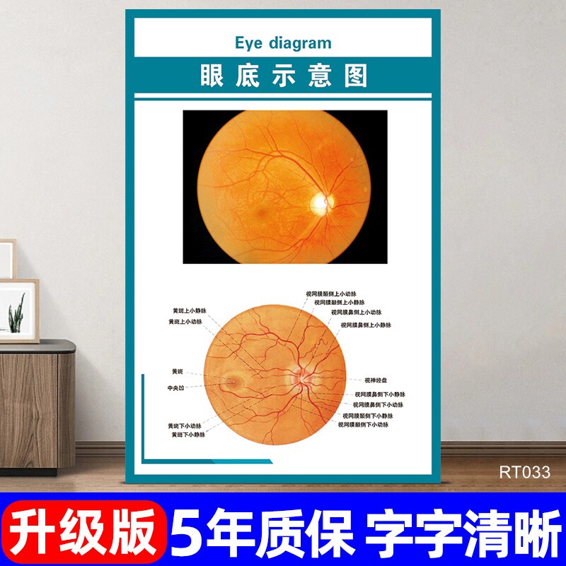 眼底示意图挂图医院肝脏解剖图宣传海报器官分布图经络穴位图墙贴