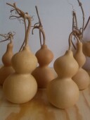 优质天然小亚腰葫芦白皮葫芦有龙头高8 基地直销 12厘米左右