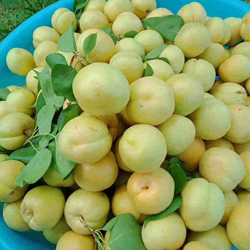 密云山区新鲜香白杏 大杏 酸甜多汁 香味浓郁时令水果 老品种 1斤