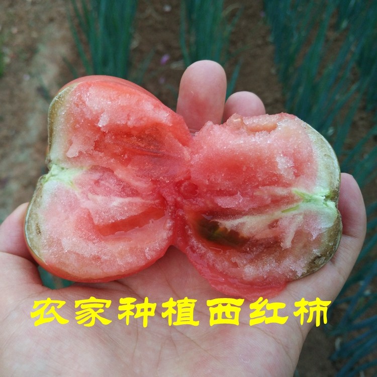 密云农家自种新鲜自然熟西红柿番茄 宝宝孕妇蔬菜 新鲜蔬菜 500g