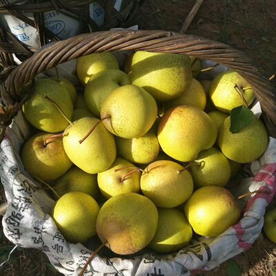 密云长城蜜梨新鲜农家现摘皮薄