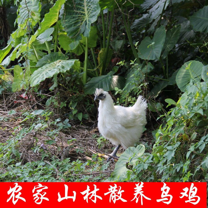 山林散养煲汤乌鸡