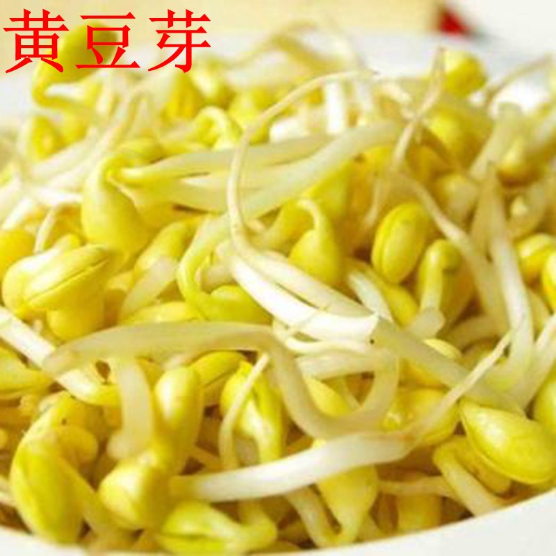 密云农家自然泡发黄豆芽鲜豆芽新鲜蔬菜 350g