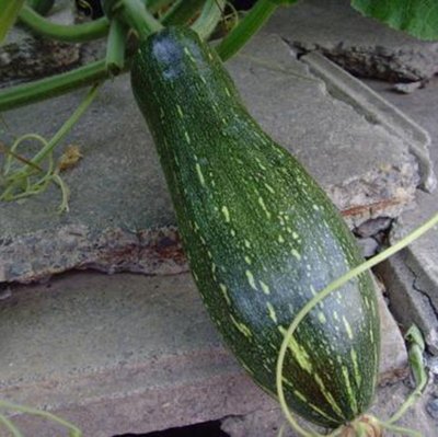 新鲜农家倭瓜做馅400g时令蔬菜