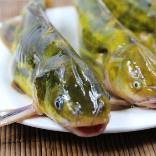 北京密云本地嘎鱼黄颡鱼黄辣丁昂刺鱼黄骨鱼新鲜淡水鱼肉质嫩500g