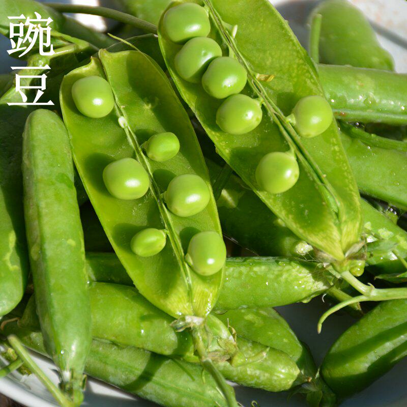 密云农家新鲜生豌豆 农家蔬菜 青豌豆 豌豆荚 宝宝煮豆子250g