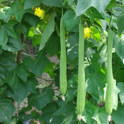 密云农家自种农家肥自然成熟嫩丝瓜 新鲜丝瓜 应季蔬菜 500克