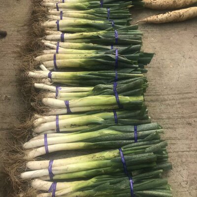 密云农家蔬菜 新鲜大葱 健康农家肥种植 蘸酱爆炒现拔 500克