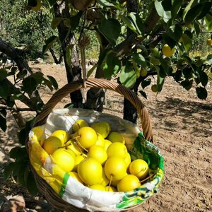 密云山区黄金蜜梨  甜香酥当季 新鲜水果梨子 多汁 3斤