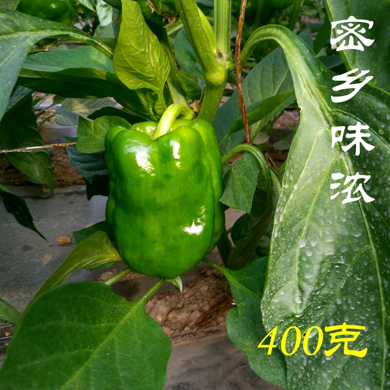 密云农家蔬菜新鲜青椒 柿子椒 圆椒  新鲜 现摘 农家肥 400克
