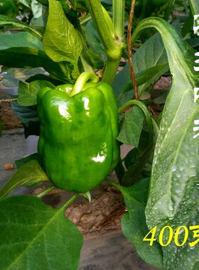 密云农家蔬菜新鲜青椒 柿子椒 圆椒  新鲜 现摘 农家肥 400克