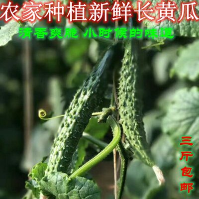 密云农家新鲜黄瓜 脆玉长黄瓜 新鲜蔬菜 现摘味浓 儿时记忆 3斤