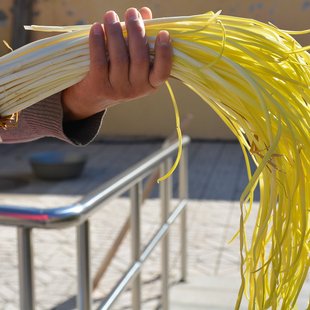 密云农家新鲜蔬菜蒜黄韭黄 自然成熟 时令蔬菜 生态种植 400g