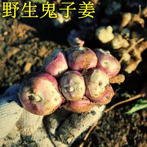 密云农家新鲜野生鬼子姜 咸菜洋姜 菊芋 腌制咸菜下饭菜 现刨500g
