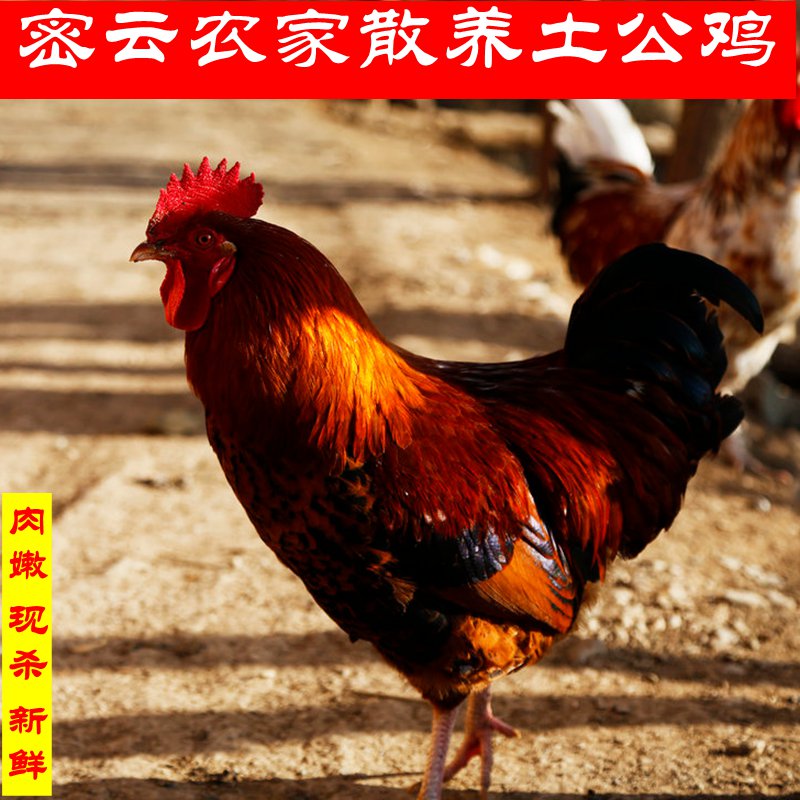 密云农家山林散养土公鸡土鸡柴鸡 大公鸡 吃粗粮虫 现杀净膛约3斤