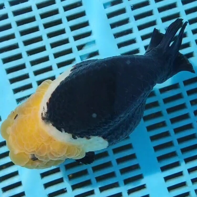 奶牛齐腮红麒麟小尾兰寿潘氏精品观赏鱼金鱼淡水包活包损包健康