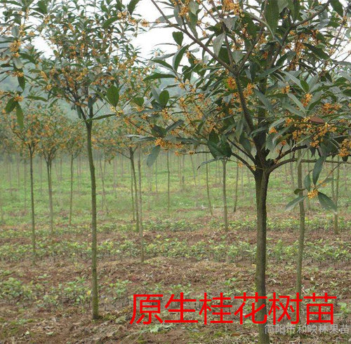 桂花树苗地栽大型金桂丹桂盆栽