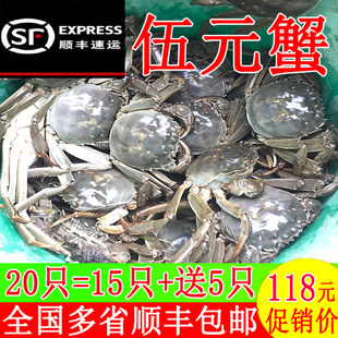小螃蟹现货鲜活大闸蟹河蟹毛蟹三一二元活蟹稻田蟹醉蟹香辣蟹包邮