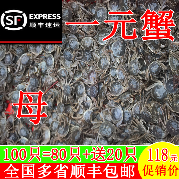 全母一元蟹河蟹现货鲜活顺丰包邮