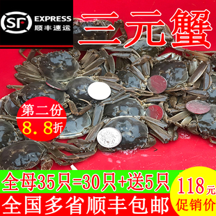 全母三元蟹现货鲜活小螃蟹大闸蟹毛蟹河蟹二元蟹老头蟹香辣蟹包邮