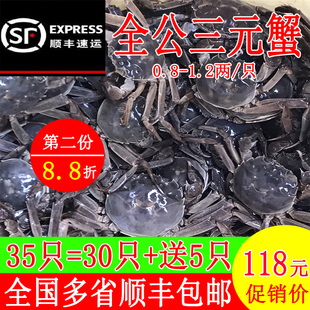 全公三元蟹现货鲜活小螃蟹大闸蟹河蟹二元蟹毛蟹稻田蟹香辣蟹包邮
