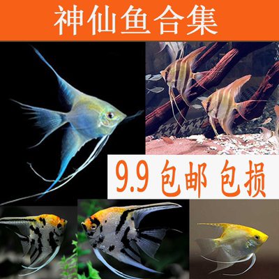 小型鱼季节水族神仙燕子鱼