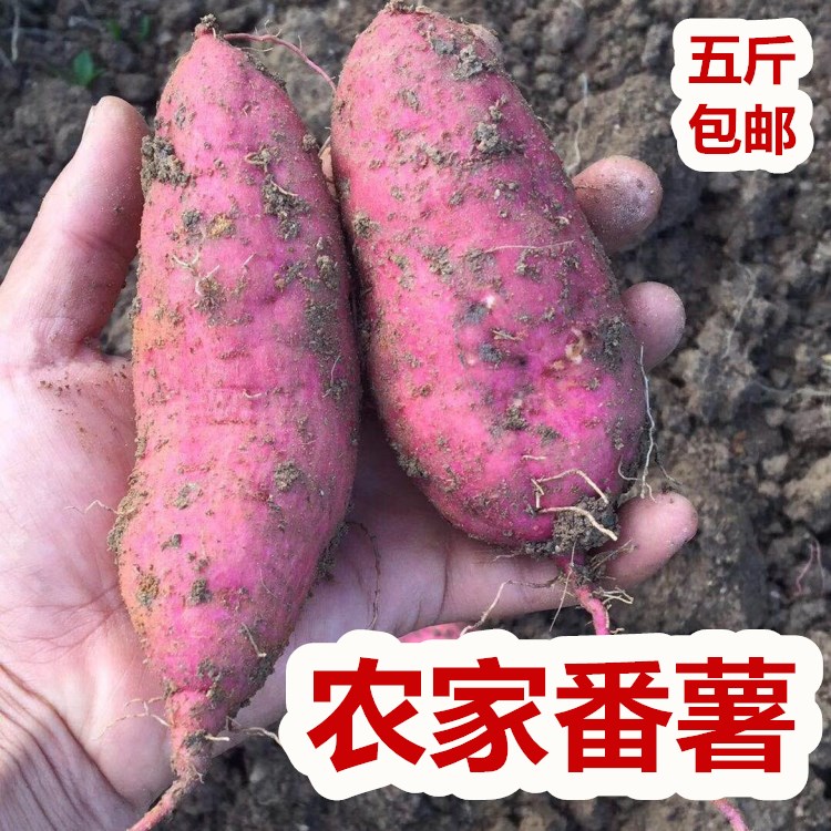 现挖新鲜红薯沙地农家烤红薯梅州