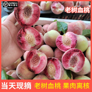 【顺丰包邮】2026新鲜血桃生鲜桃子当季红桃胭脂红桃雪桃五月桃