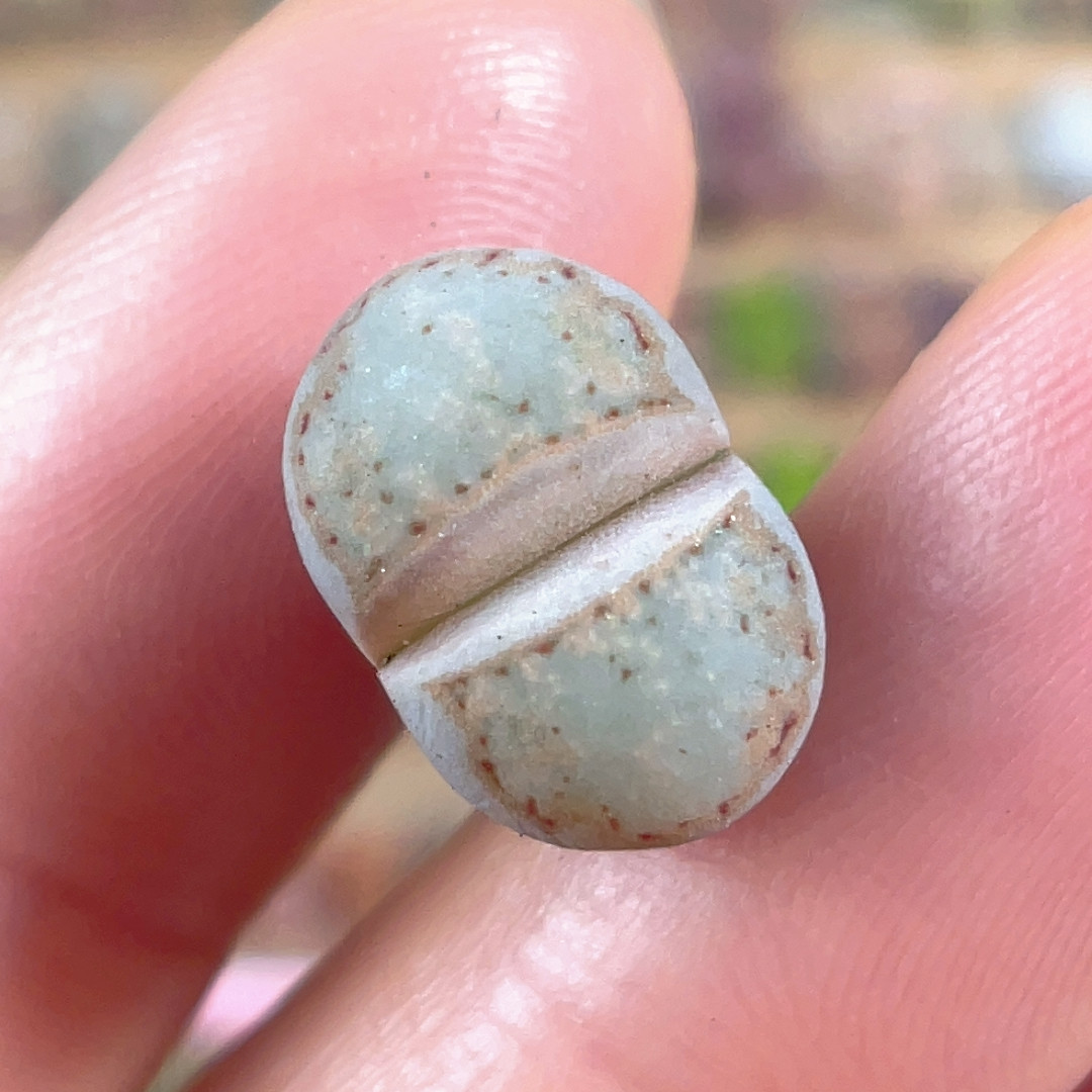 开播特价 天蓝色江南216,鲜花速递/花卉仿真/绿植园艺,多肉植物,淘宝优惠券,粉丝福利购,淘宝优惠卷