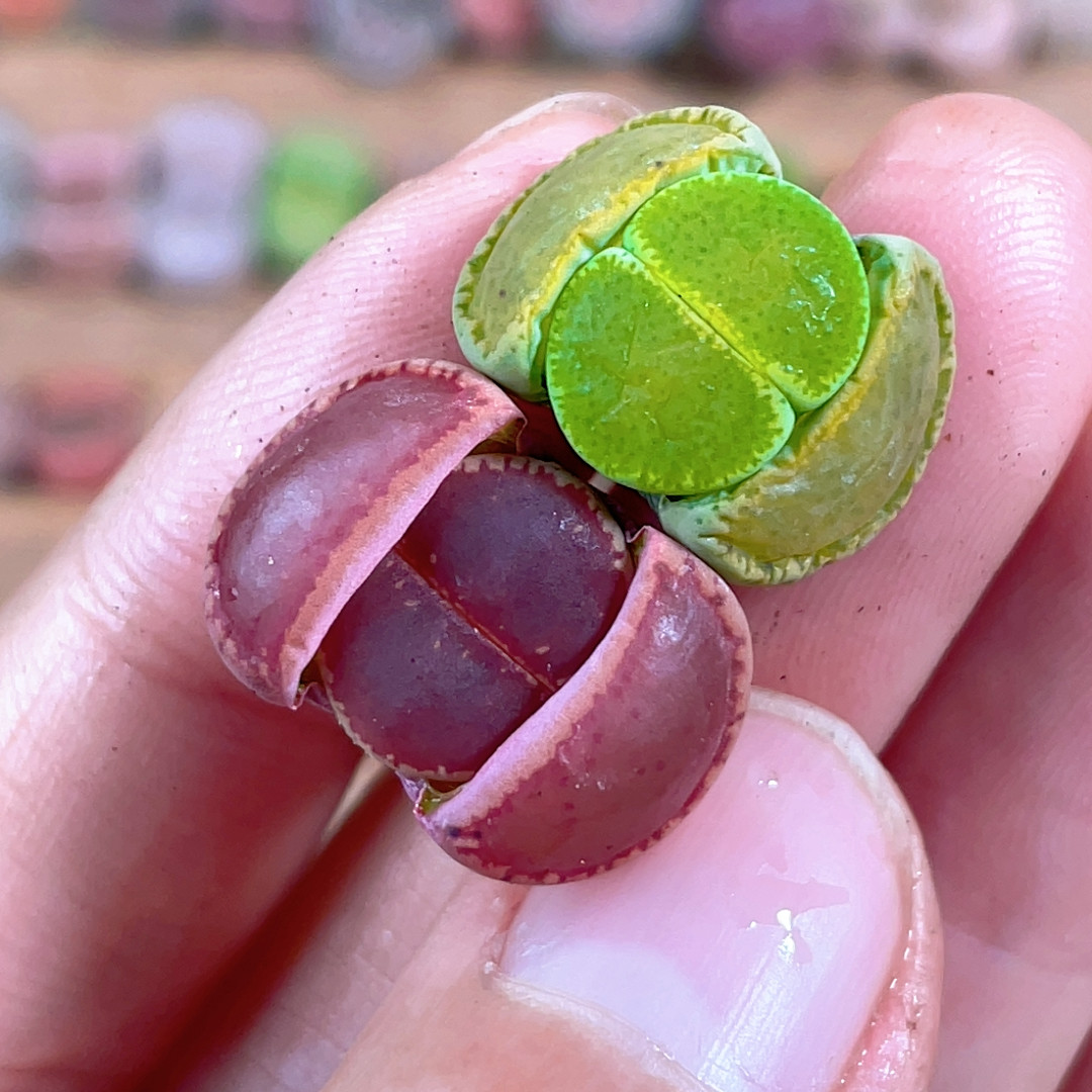 特价一对,鲜花速递/花卉仿真/绿植园艺,多肉植物,淘宝优惠券,粉丝福利购,淘宝优惠卷