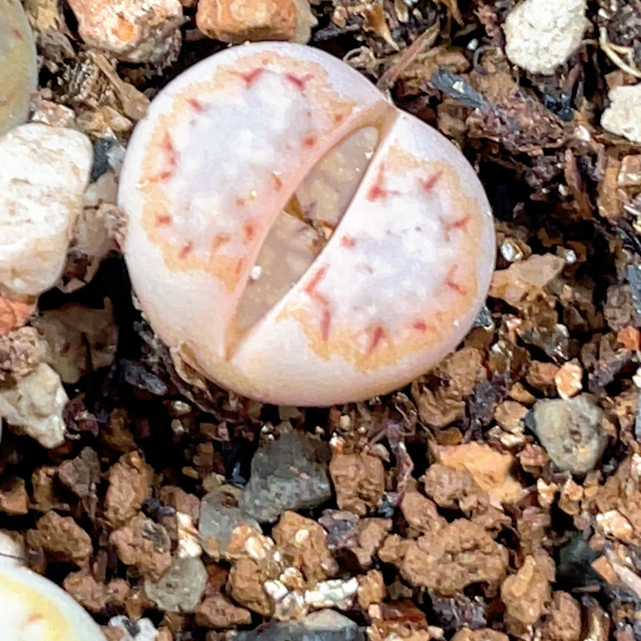 特价江南216,鲜花速递/花卉仿真/绿植园艺,多肉植物,淘宝优惠券,粉丝福利购,淘宝优惠卷