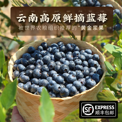 云南L25蓝莓现摘甜爆汁顺丰包邮