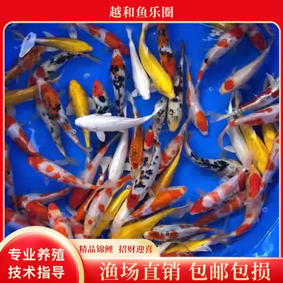 大锦鲤活鱼观赏鱼幼苗鱼纯种日本进口红白三色淡水鱼苗活体包邮