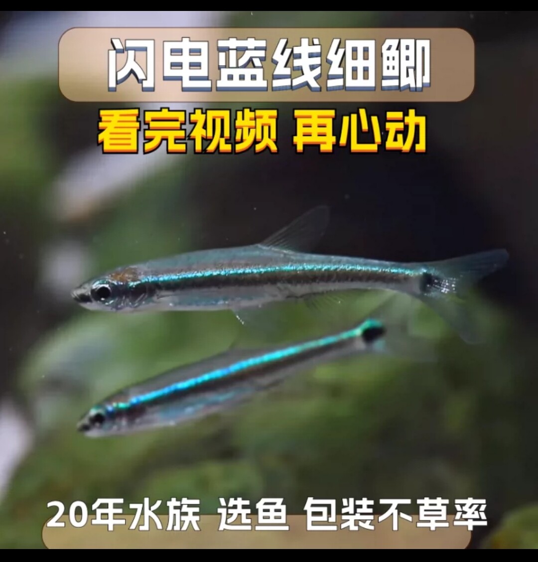 广西稀有蓝线细鲫广温冷水群游草缸灯科观赏鱼宠物活体