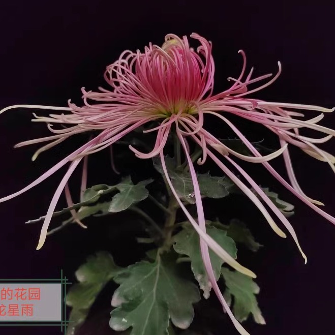 徐少菊花包对版菊花苗丝菊扦插菊花小苗九月菊貂蝉拜月庭院花卉