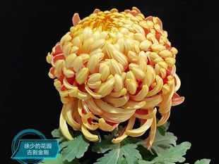 徐少菊花九月菊包对版扦插庭院花卉小苗古刹金刚穴盘大花精品菊花
